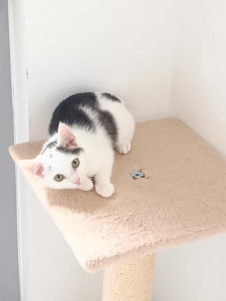 Europäische Hauskatze